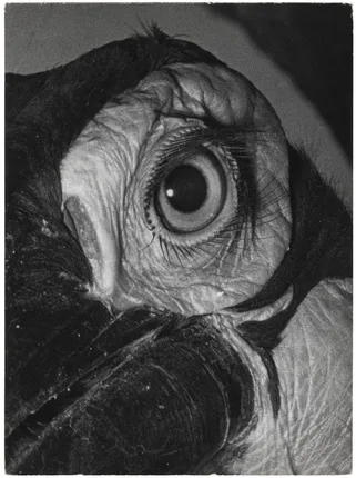 André Steiner. Photographs. Кадр 5