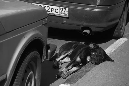 Dog’s heart. Кадр 8