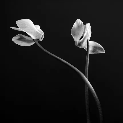Beauty. Кадр 5