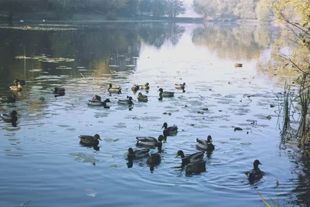 Kuzminki manor. Autumn 2005. Кадр 3