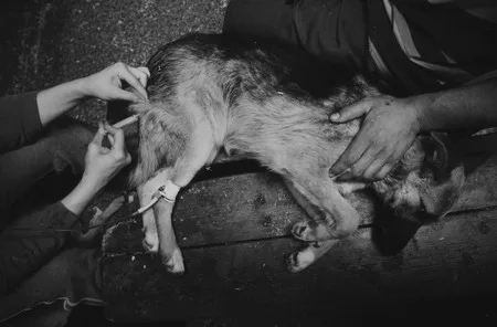 Dogs story. Кадр 8