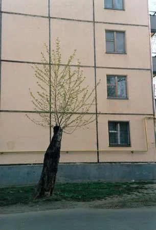 City trees. Кадр 4