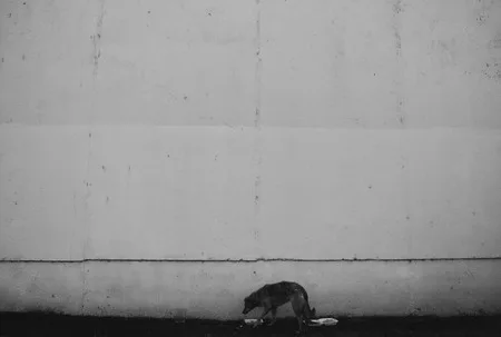 Dogs story. Кадр 3