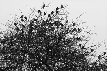 Birds in the town. Кадр 5