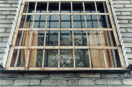Windows! (Totalrealism). Кадр 4
