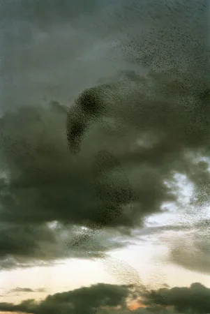 Flock of Birds. Кадр 3