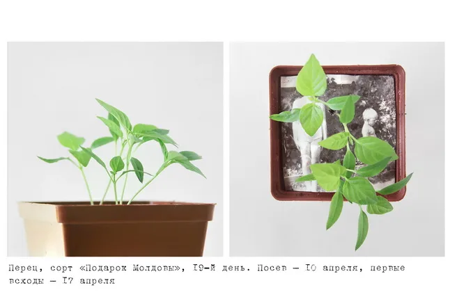 Datscha/Garden. Кадр 2