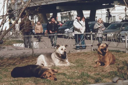 Dogs and Moscow. Кадр 5