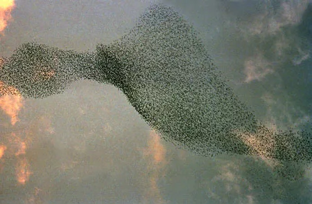 Flock of Birds. Кадр 1