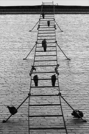 Birds in the town. Кадр 10